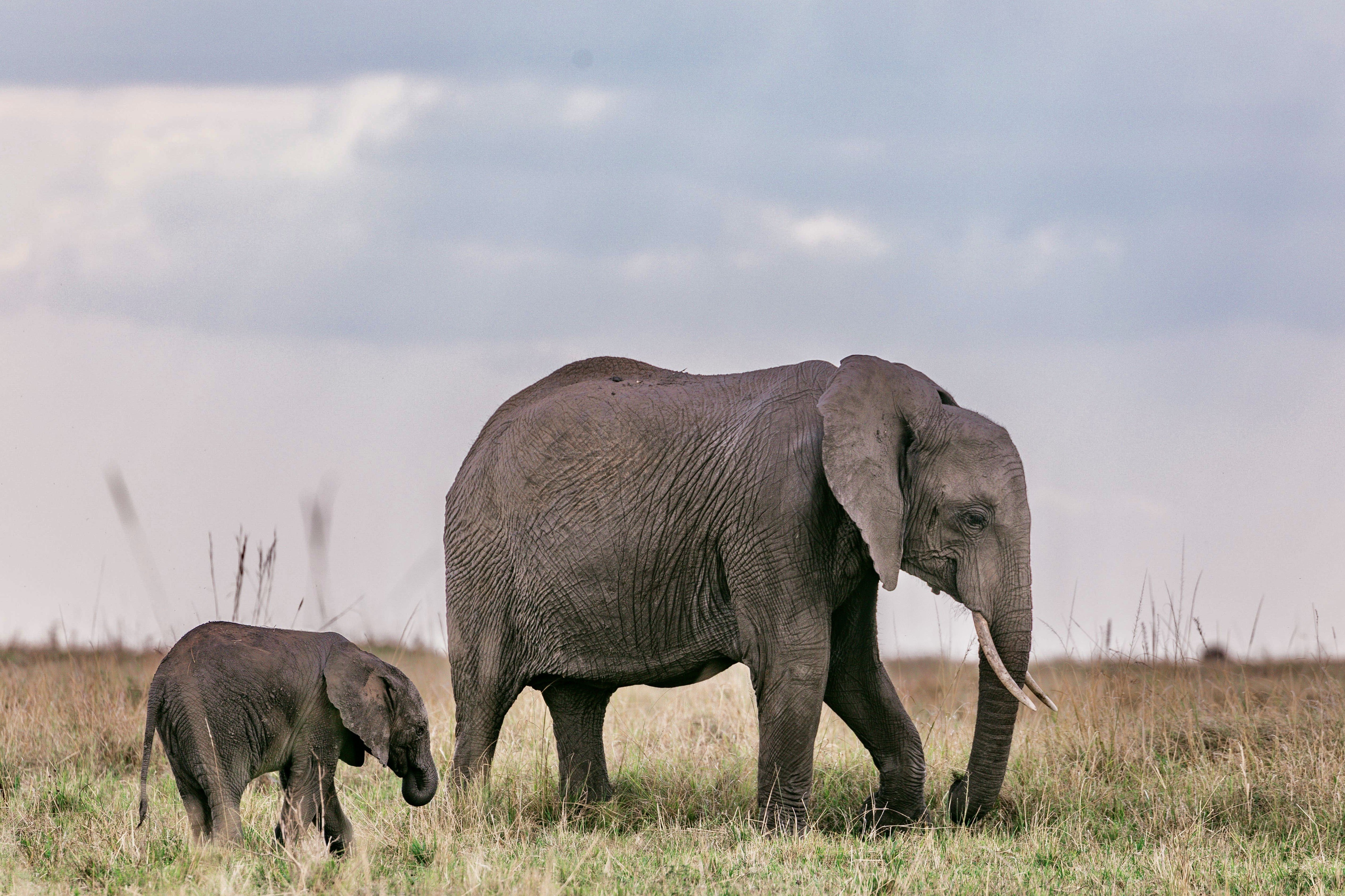 7 Days Serengeti, Ngorongoro, Tarangire and Manyara National Park - Tarangire National Park - Game drive - Photo of the day