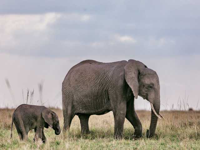 7 Jours Serengeti, Ngorongoro, Tarangire et Parc National de Manyara