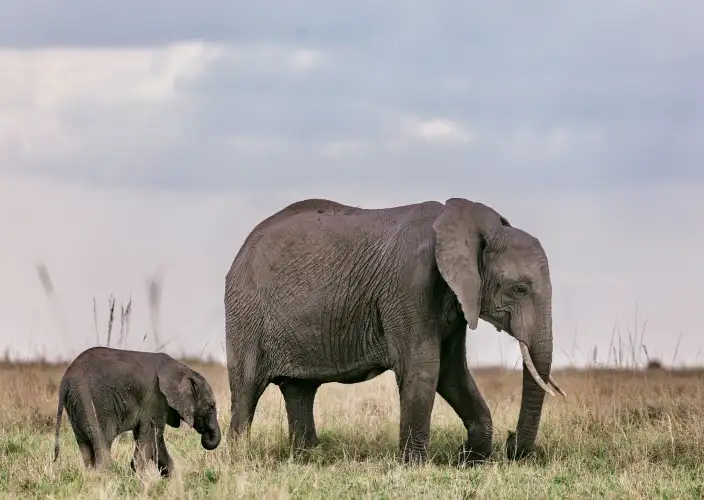 7 Days Serengeti, Ngorongoro, Tarangire and Manyara National Park - Tarangire National Park - Game drive - Photo of the day