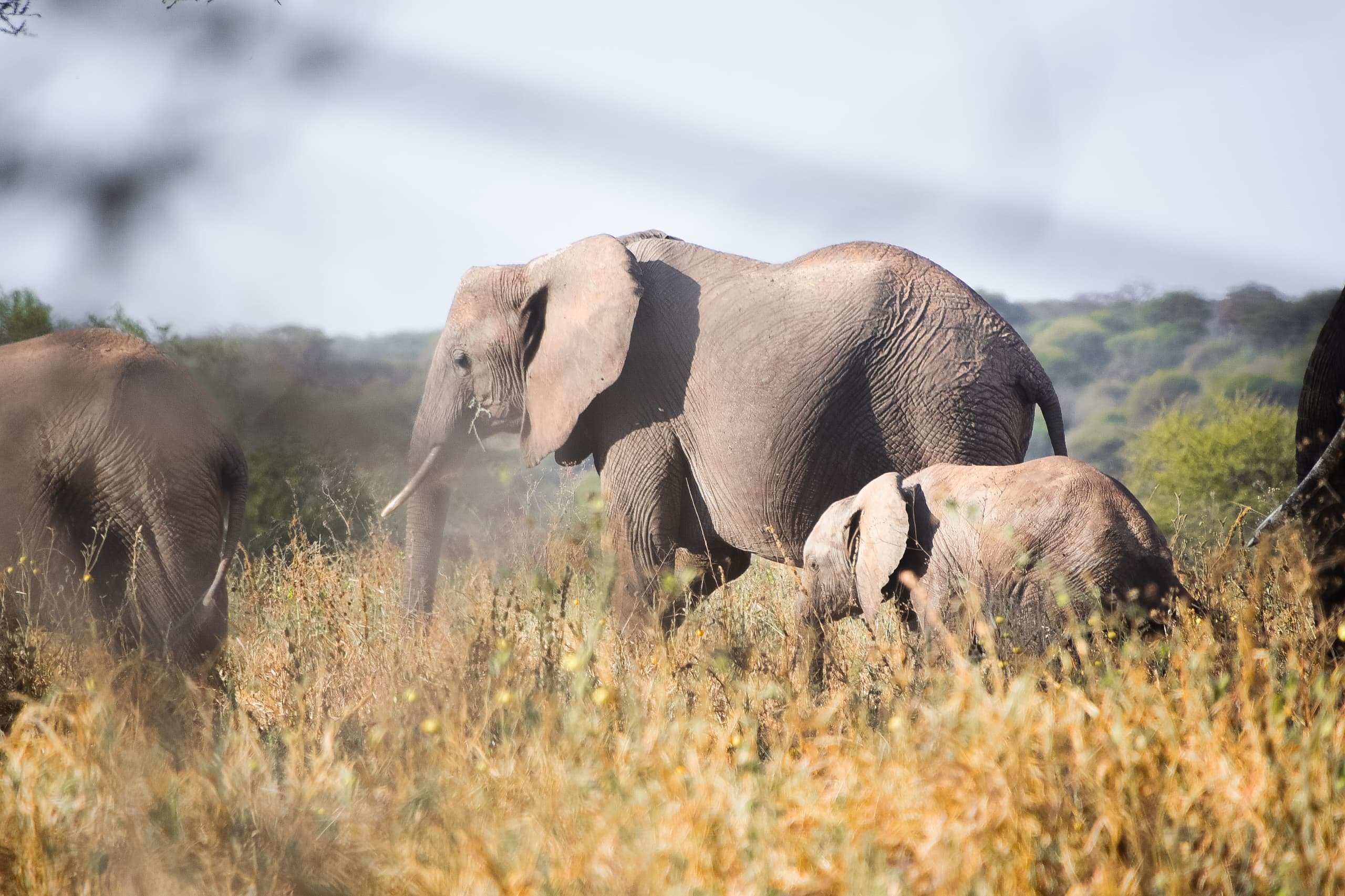 7 Days Tanzania Big Five Safari - Arusha Town – Tarangire NP - FB - Foto del día
