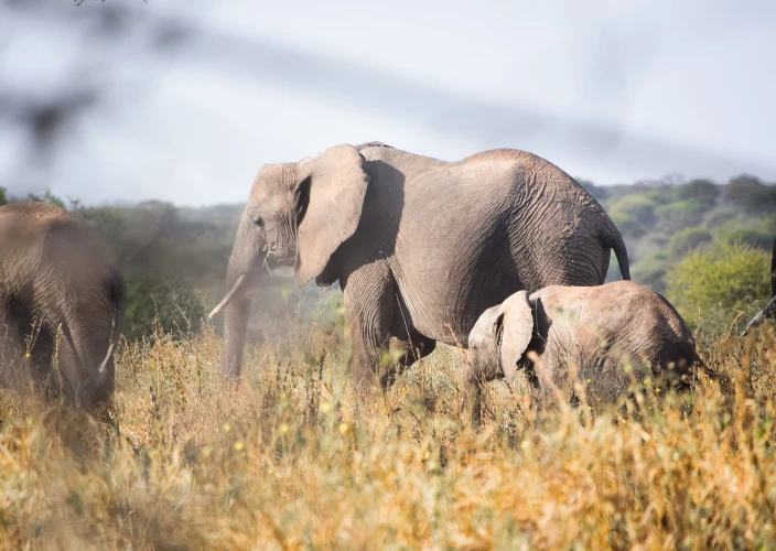 7 Days Tanzania Big Five Safari - Arusha Town – Tarangire NP - FB - Photo of the day