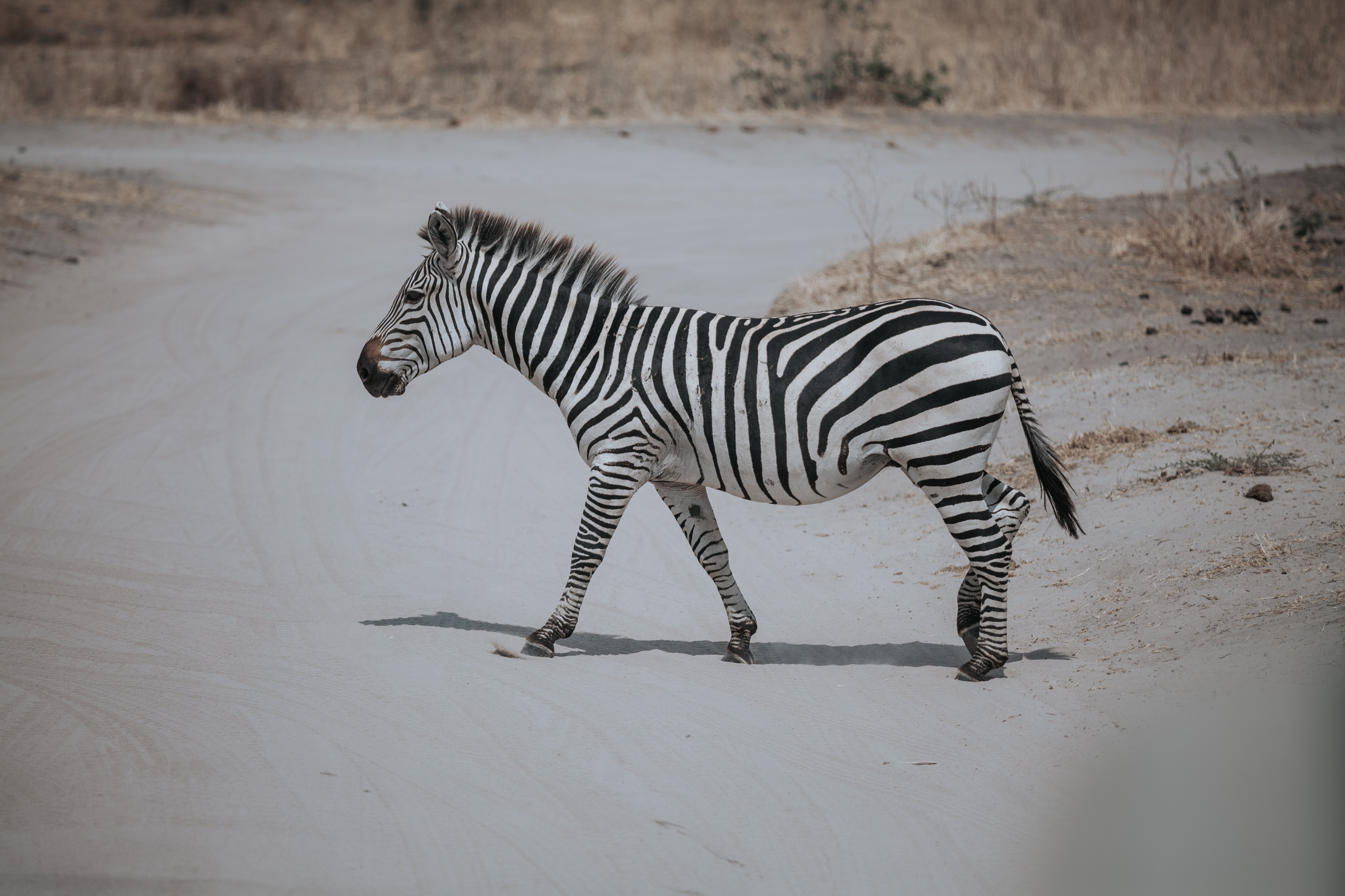 5 Días de Safari de la Temporada de Parto en Ndutu desde Zanzíbar - Serengeti – Área de Conservación de Ngorongoro - Foto del día