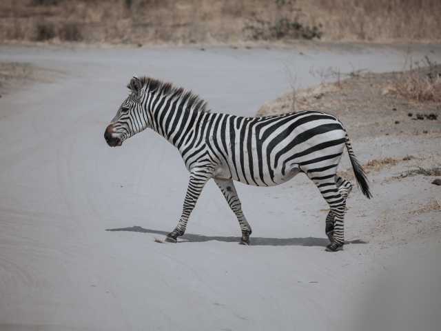 5 Dias de Safari na Temporada de Parto em Ndutu a partir de Zanzibar