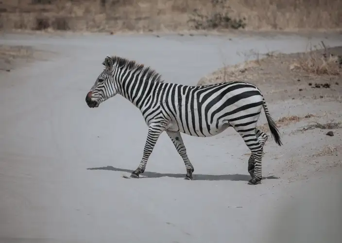 5 Días de Safari de la Temporada de Parto en Ndutu desde Zanzíbar - Serengeti – Área de Conservación de Ngorongoro - Foto del día