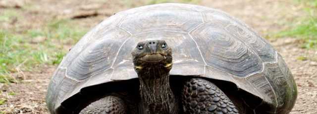 The Galápagos with family