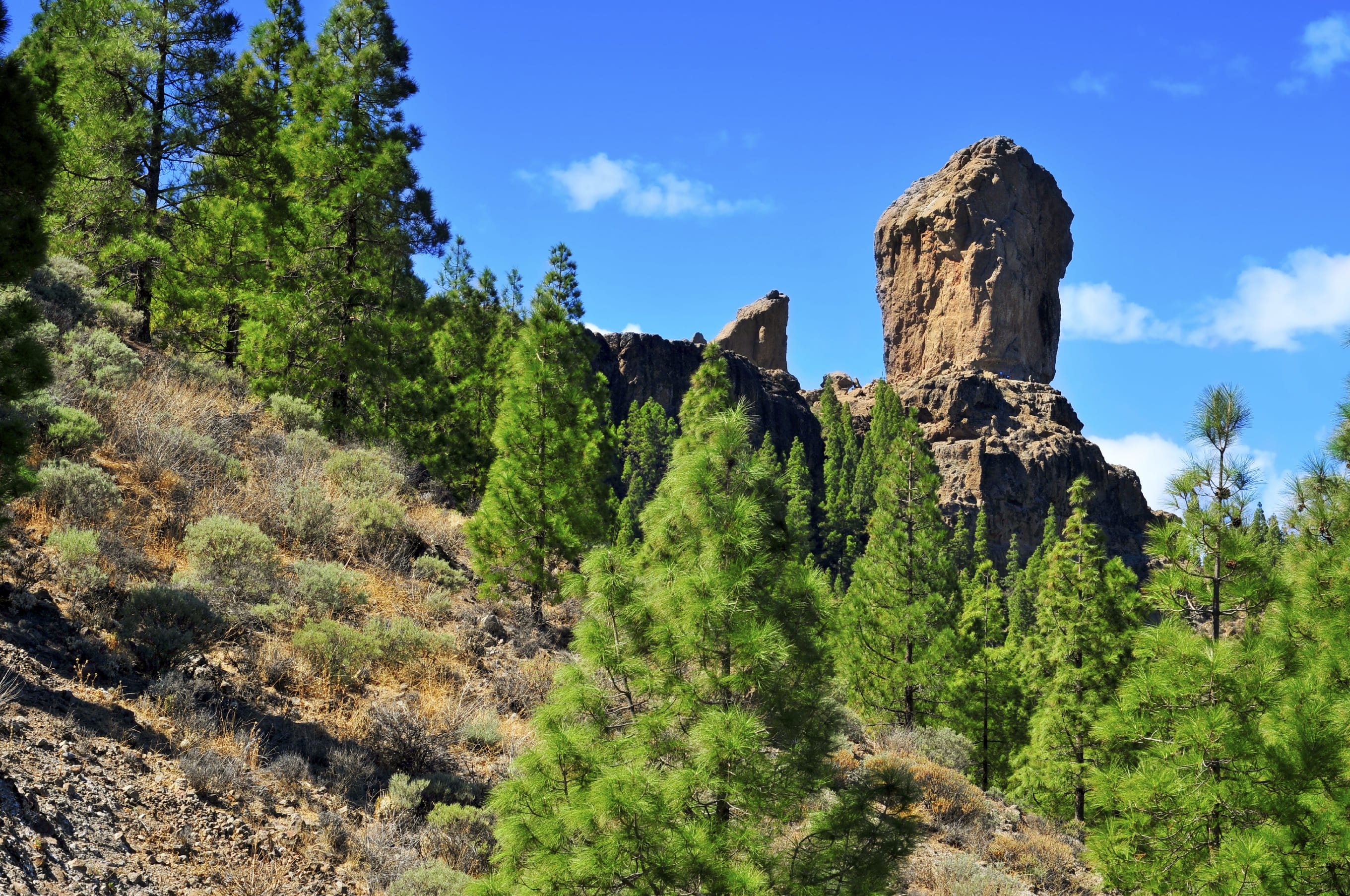 Voyagez à Gran Canaria, un continent en miniature. - PAYSAGE D'EXCURSION ET VINS DU SOMMET - PAYSAGE D'EXCURSION ET VINS DU SOMMET