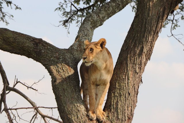 12 Jours d'Aventure Amoureuse Africaine – Safari & Zanzibar