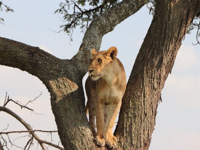 12 Jours d'Aventure Amoureuse Africaine – Safari & Zanzibar