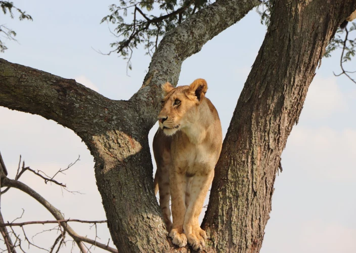 12 Days African Love Affair – Safari & Zanzibar - Flight from Arusha to Central Serengeti - Photo of the day