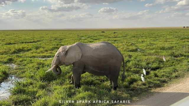 11-tägige Serengeti-, Maasai Mara-, Tarangire-, Amboseli-Park