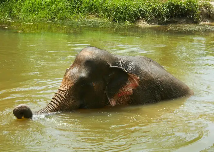 From Thailand to Cambodia - Meeting with the elephants and return to Kanchanaburi. - Photo of the day