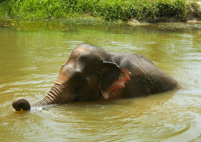Van Thailand naar Cambodja - Ontmoeting met de olifanten en terugkeer naar Kanchanaburi. - Foto van de dag
