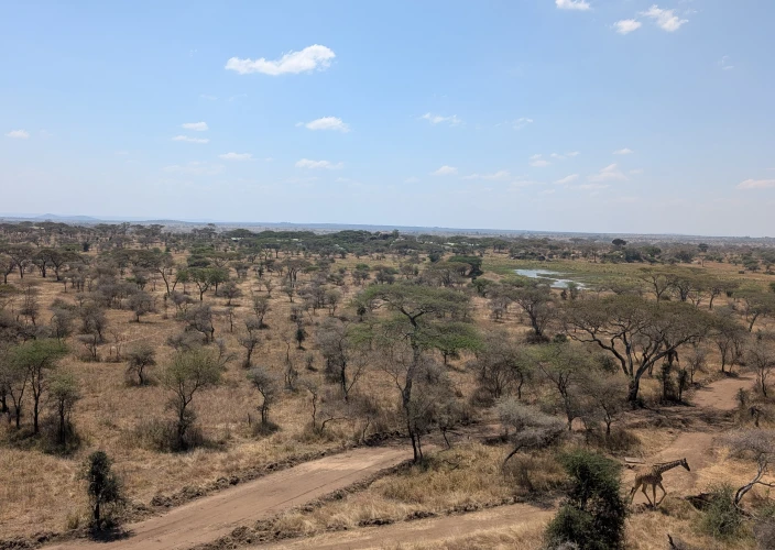Tarangire, Serengeti, Ngorongoro, safari qualità-prezzo - Giornata completa al Serengeti. - Foto del giorno
