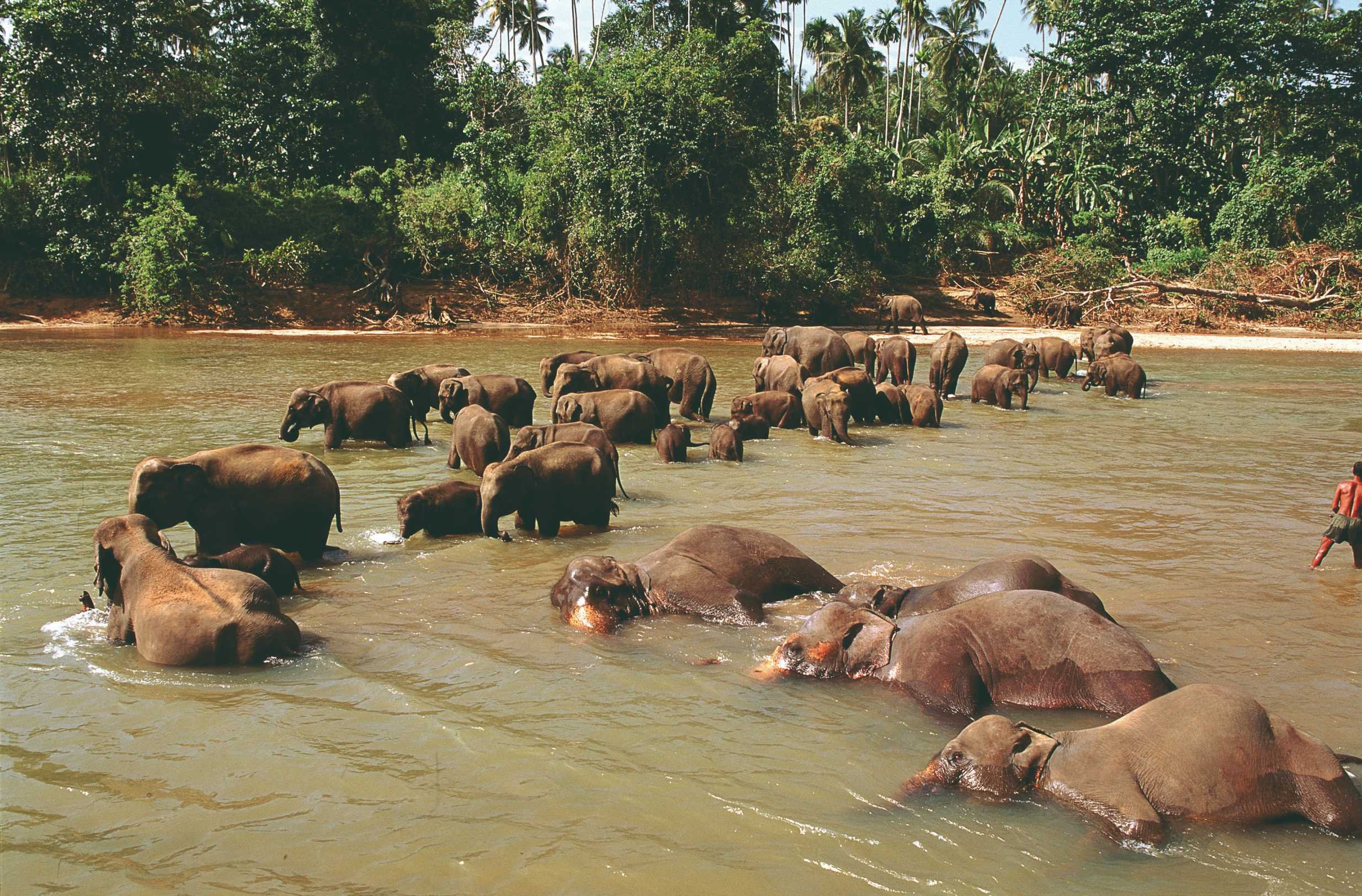 Well-being, relaxation and culture stay - On the way to the south - Udawalawe - Tallala - En route vers le sud - Udawalawe - Tallala