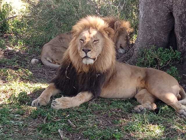 10-Day Private Tanzania Lodge Safari for Two