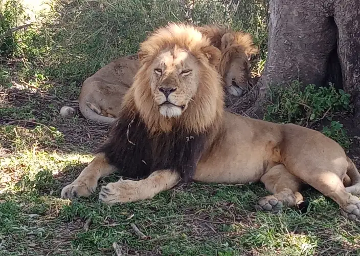 10-Day Private Tanzania Lodge Safari for Two - Ndutu - Full Day - Foto del giorno