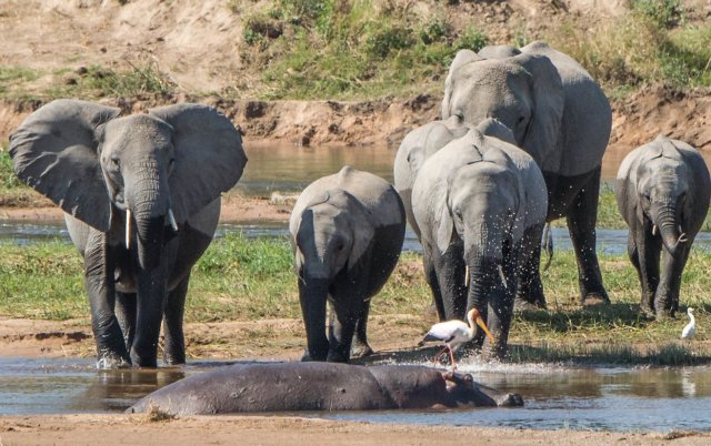Explorez les paysages variés et la faune des trésors cachés de la Tanzanie
