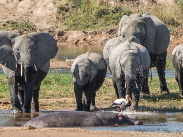 Explorez les paysages variés et la faune des trésors cachés de la Tanzanie