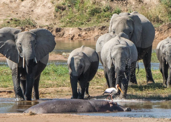 Explorez les paysages variés et la faune des trésors cachés de la Tanzanie - Conduisez jusqu'au parc national de Ruaha - Photo du jour