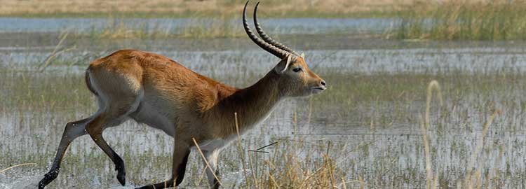 11 jours de safari au Botswana - Découverte de la réserve Moremi - Découverte de la réserve Moremi