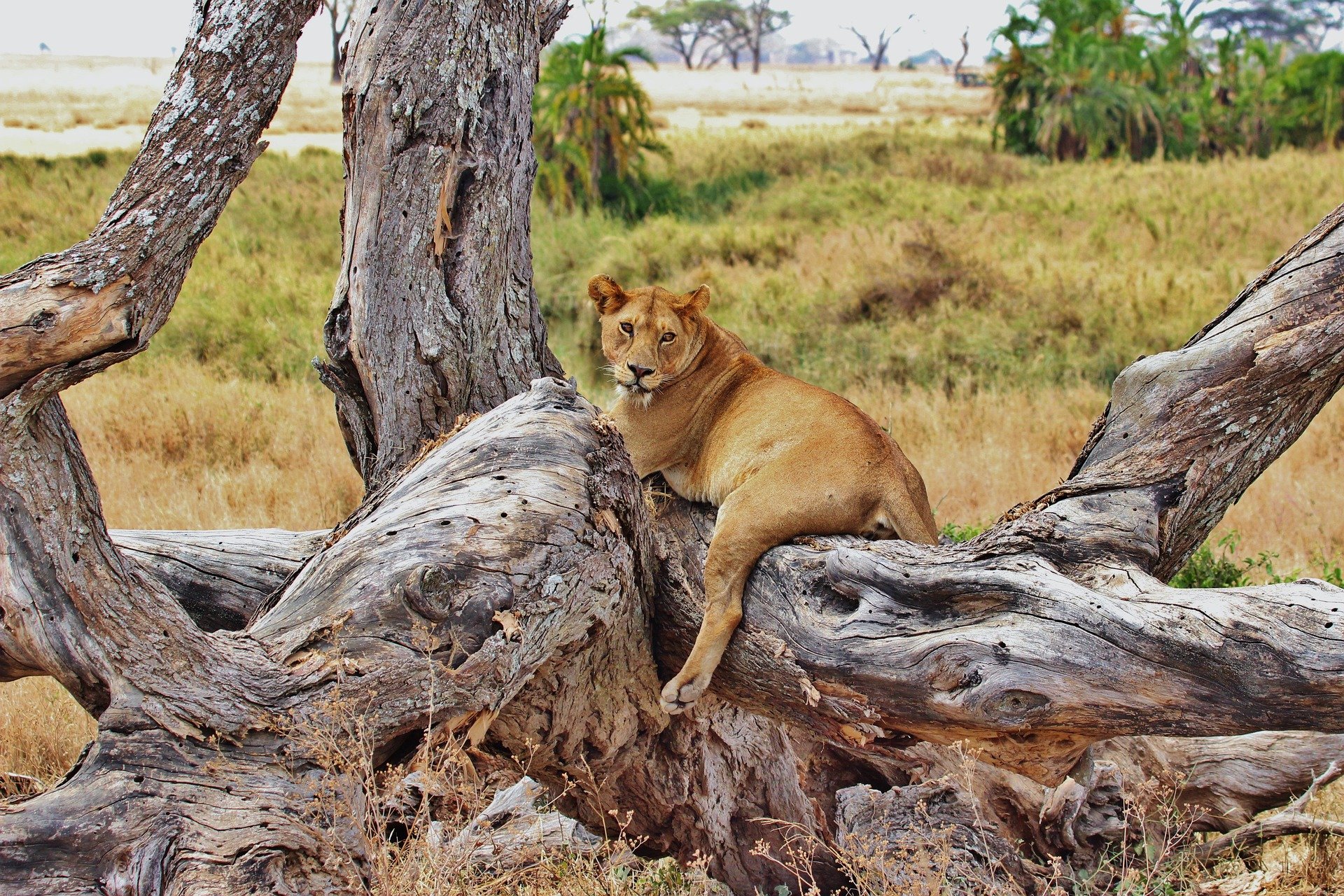 Safari to discover the Big Five - 5 days - Day 3: Serengeti - Camp - Jour 3:  Serengeti - Camp