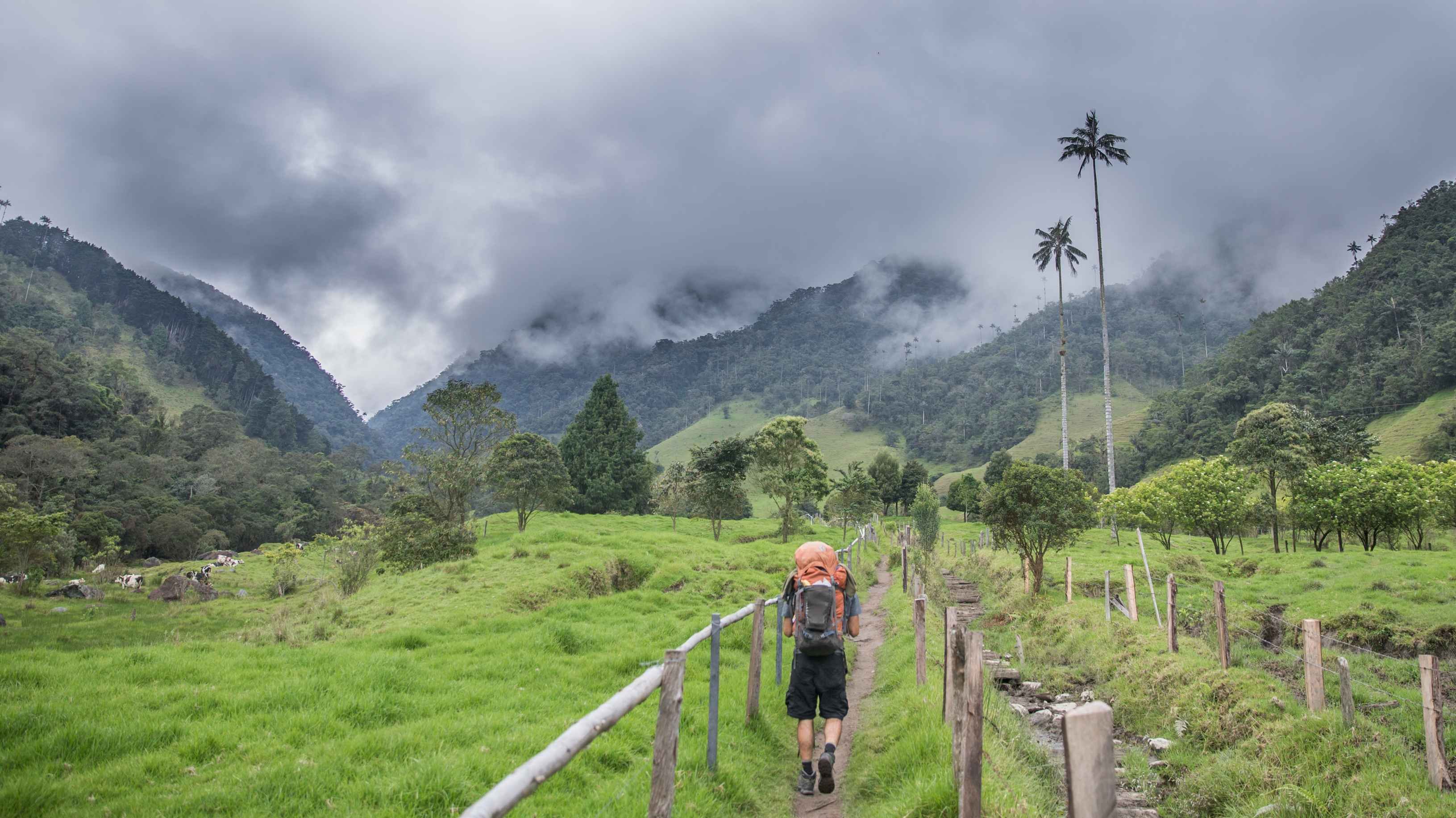 De la Amazonia al Caribe - Valle de Cocora y reserva Acaime - VALLÉE DU COCORA ET RESERVE ACAIME