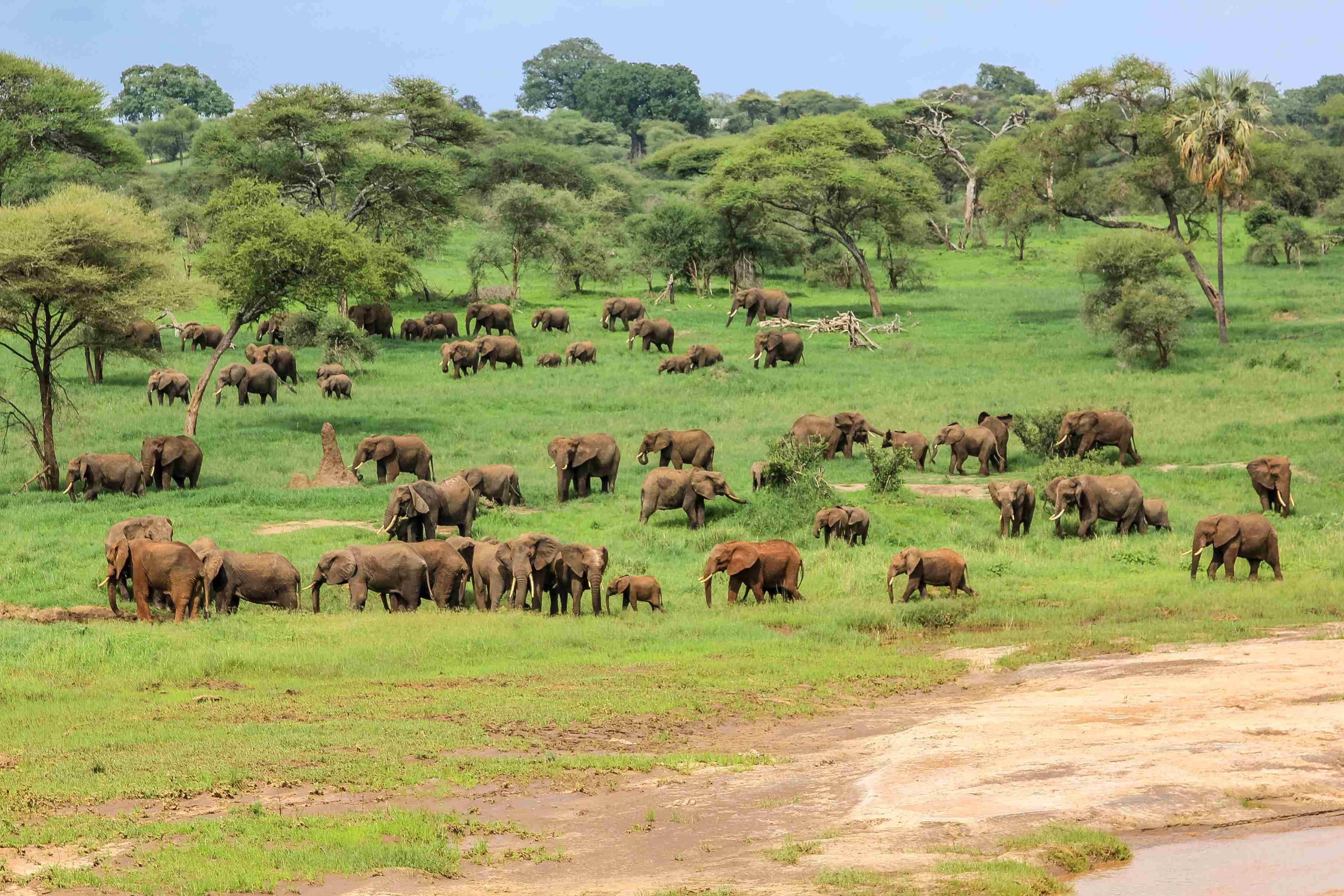 Big Five Serengeti Luxury Safari - Parc national de Tarangire - Parc national de Tarangire