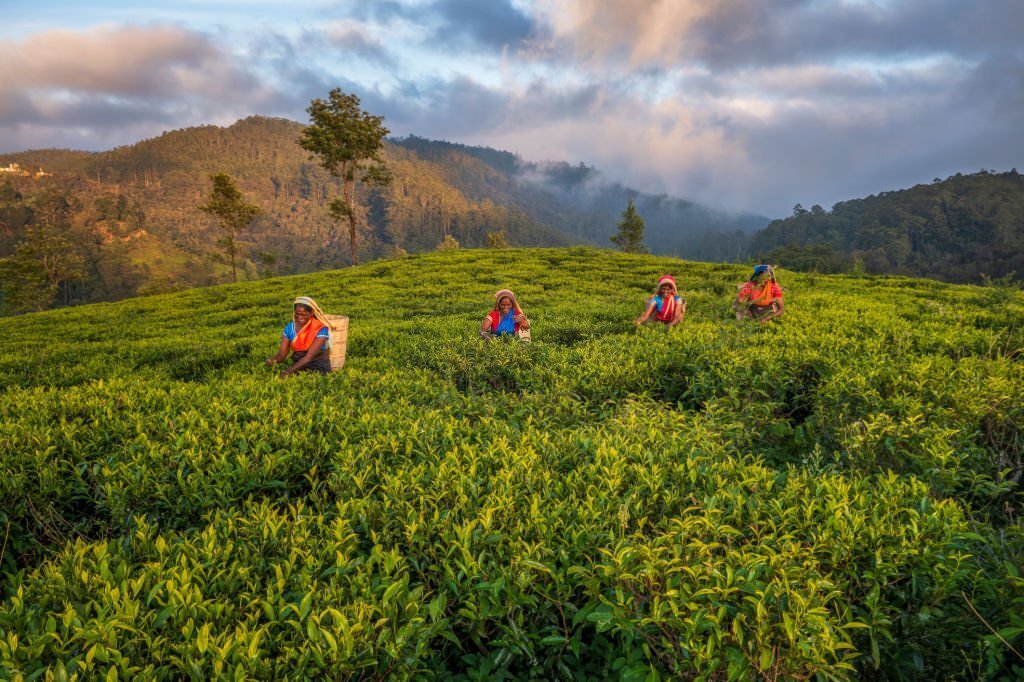 15-Day Private Kosher Sri Lanka Family Tour: Nature, Safari - Tea Country Scenic Drive to Ella - Photo of the day