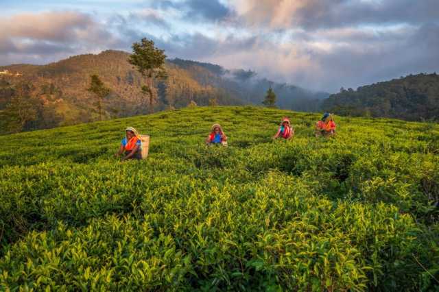 15-Day Private Kosher Sri Lanka Family Tour: Nature, Safari