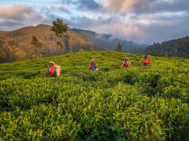 Tour Familiar Privado Kosher de 15 Dias no Sri Lanka: Natureza, Safari