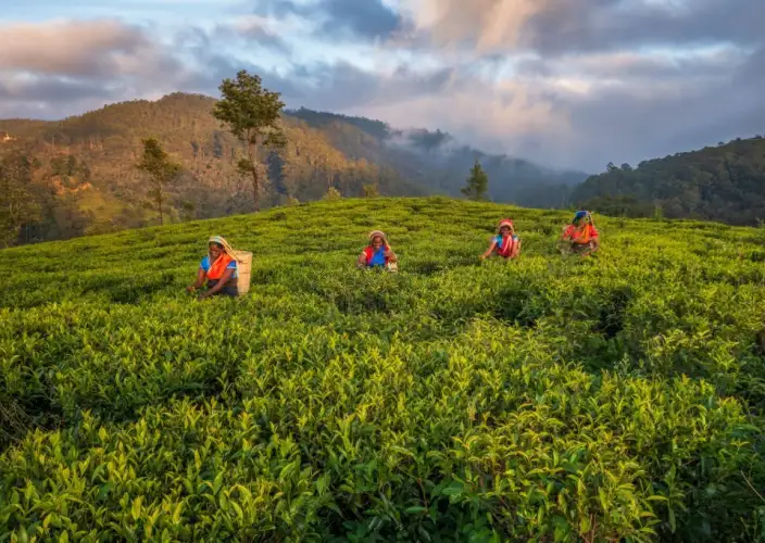 Tour Familiar Privado Kosher de 15 Dias no Sri Lanka: Natureza, Safari - Rota Cénica do País do Chá até Ella - Foto van de dag