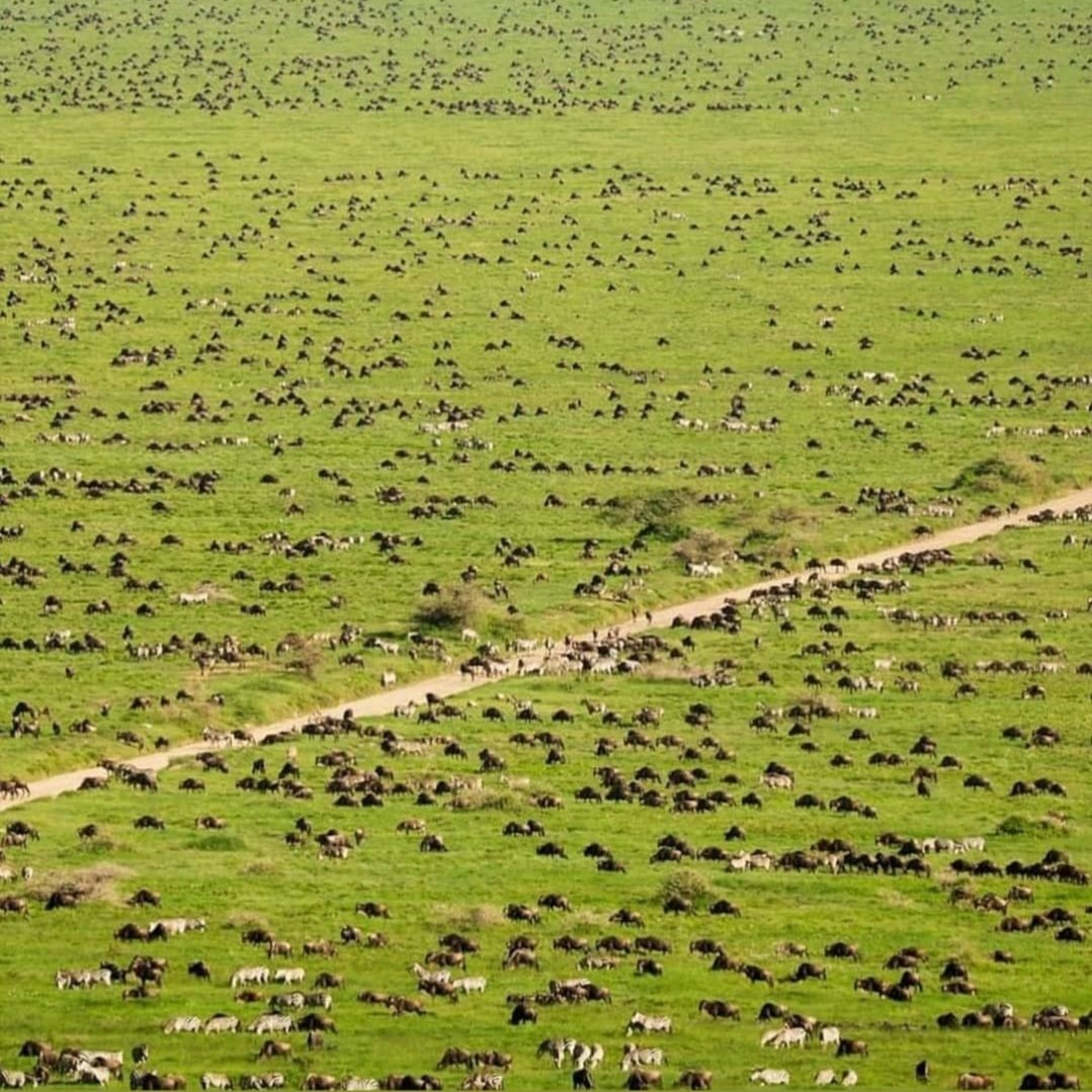 Remarkable Tanzania Safari Adventure - Serengeti National Park - Photo of the day