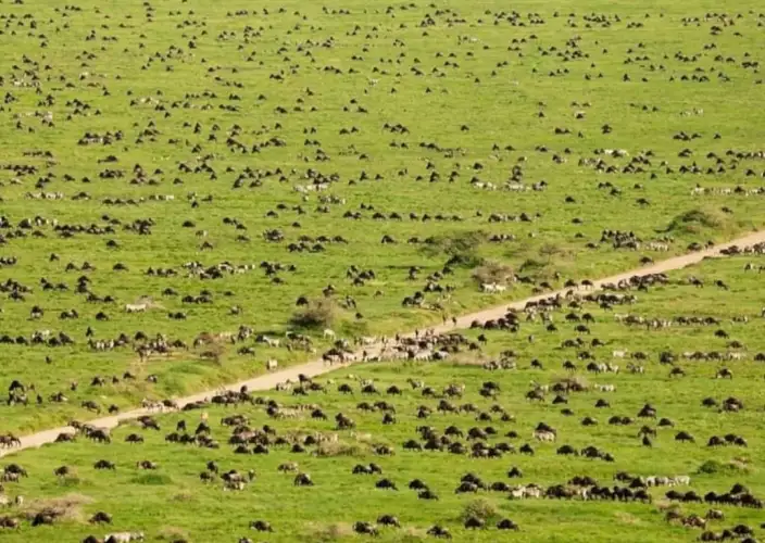 Remarkable Tanzania Safari Adventure - Serengeti National Park - Photo of the day