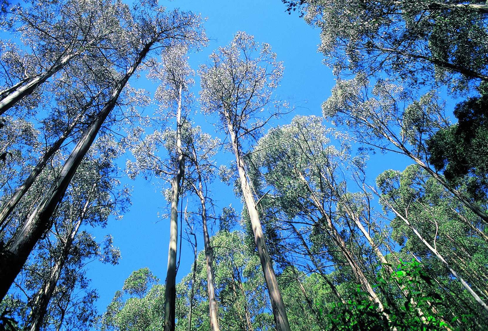 Lune de miel en Terre Australe - Cape Tribulation - Thala Reserve - Cape Tribulation - Thala Reserve