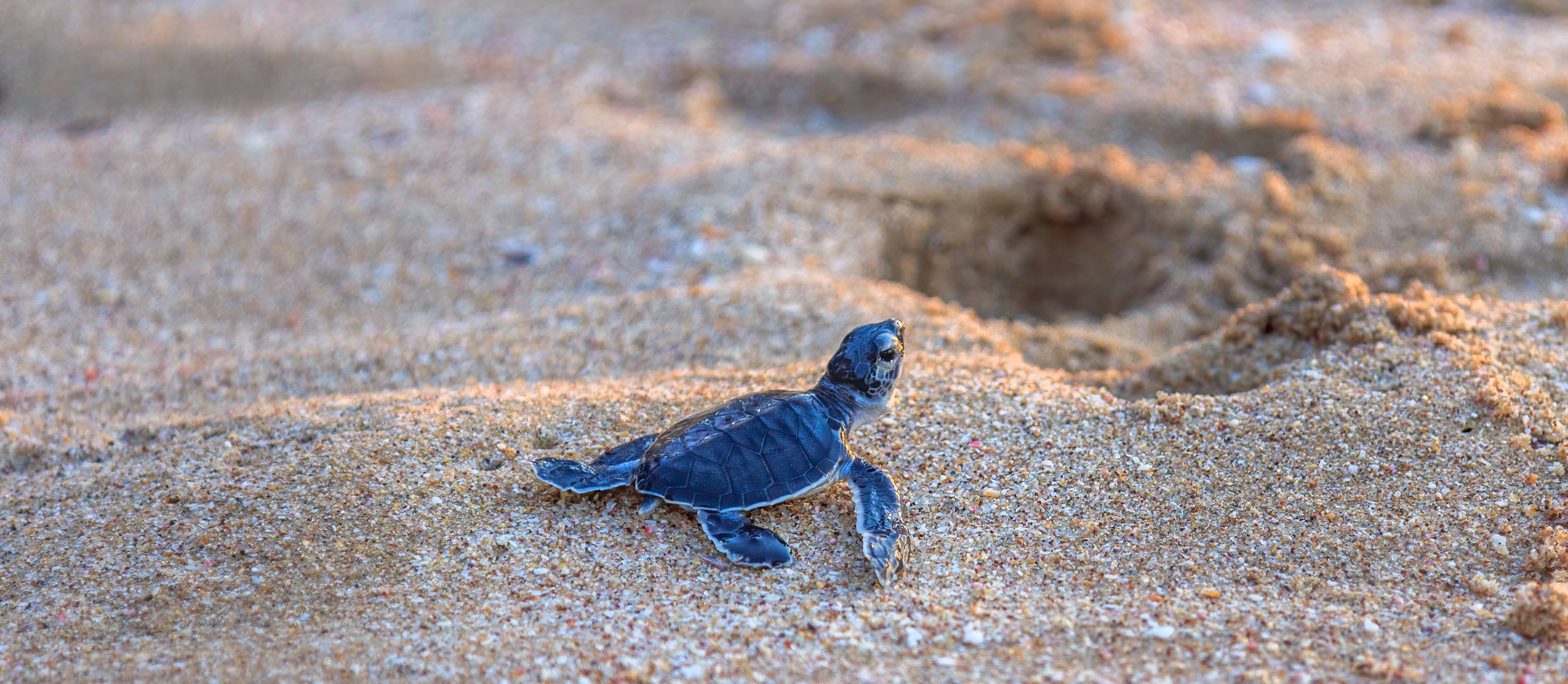 Oman, One Thousand and One Nights - Muscat - Wadi Shab - Ras Al Hadd - Muscat - Wadi Shab - Ras Al Hadd