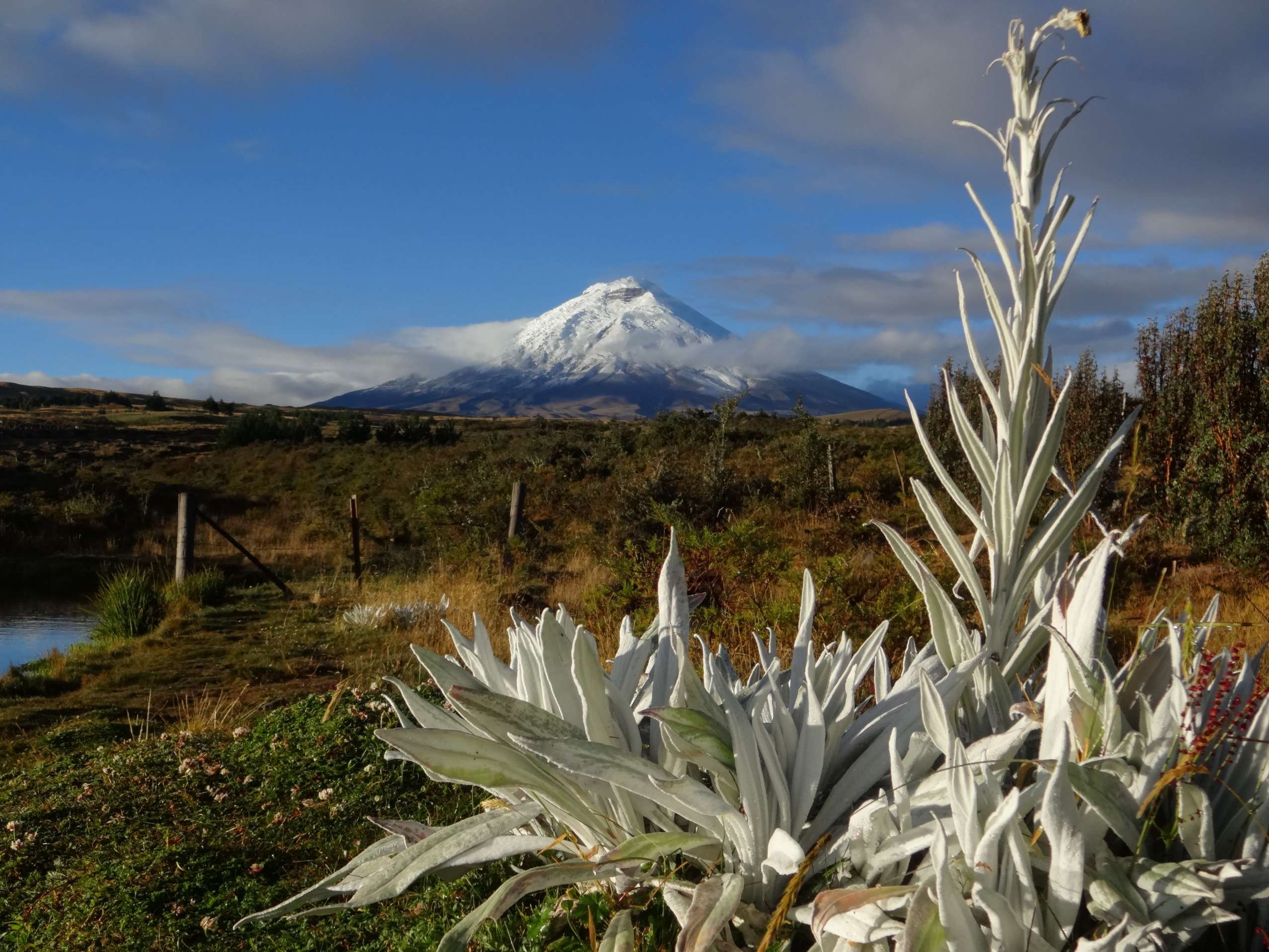 La ruta del cacao - El majestuoso Cotopaxi - Le majestueux Cotopaxi