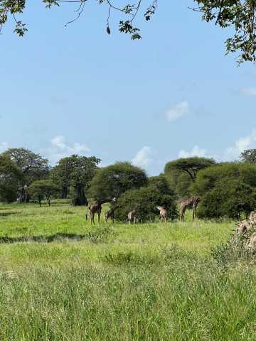 The Signature Luxury Safari Experience