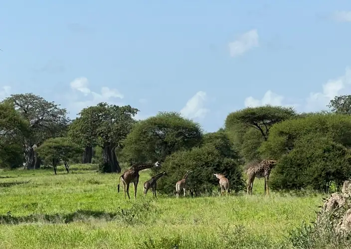 The Signature Luxury Safari Experience - Kilimanjaro Airport to Arusha - Photo of the day