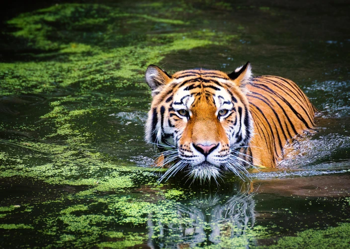 Das Goldene Dreieck – Kathmandu, Pokhara & Chitwan - Aktivitäten im Dschungel - Tagesfoto