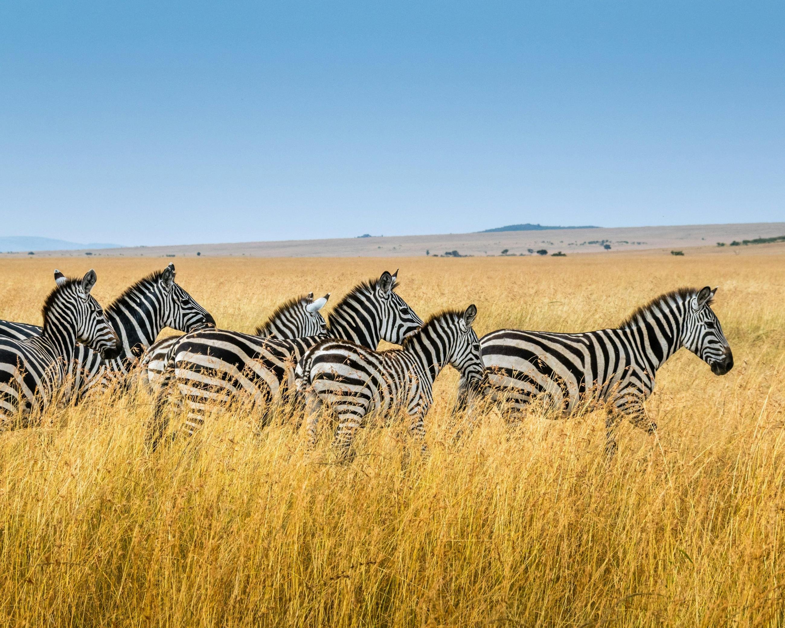 9-Day Northern Tanzania Wildlife Mid-Range Safari Experience with Cultural Tour - Full-day game drive in the Serengeti. - 6eabdaf52cc87342030d375c8c1b9478