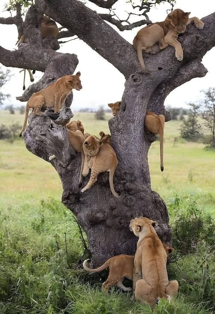 Safari de 3 jours en avion au parc national de Ruaha. - Ruaha National Park - Ruaha National Park