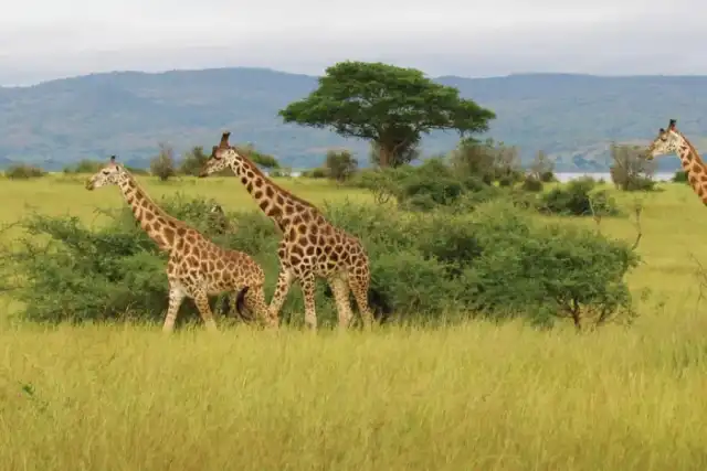 Avventura di 14 giorni in Rwanda e Uganda