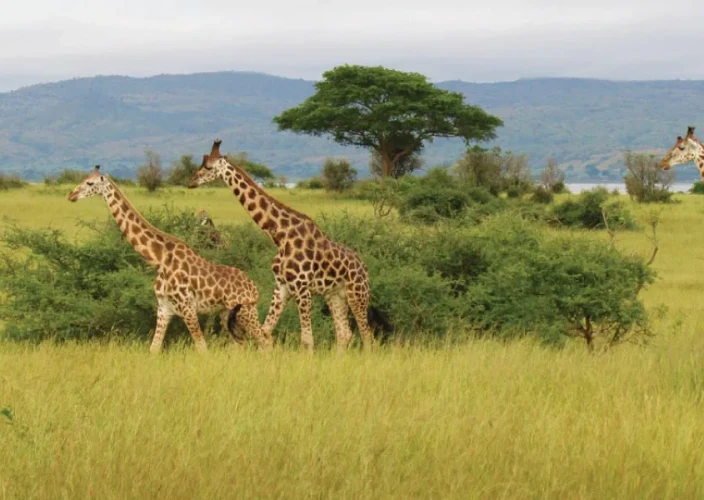 14-daagse Rwanda-Oeganda Avontuur - Murchison Falls Nationaal Park - Foto van de dag