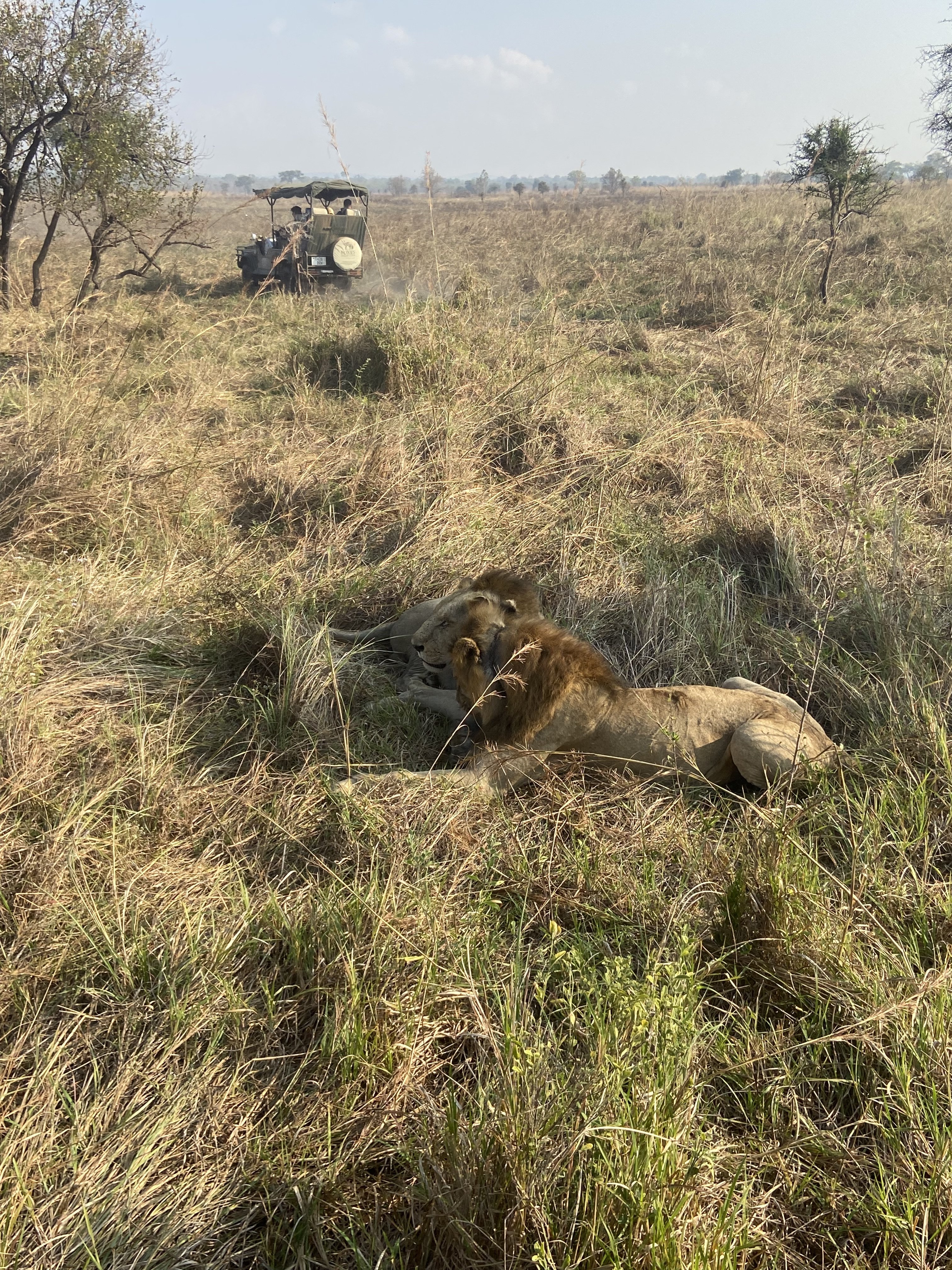 Budget-Safari und authentisches Abenteuer: Entdecken Sie ganz Tansania - Ganztägige Pirschfahrt Serengeti - Tagesfoto