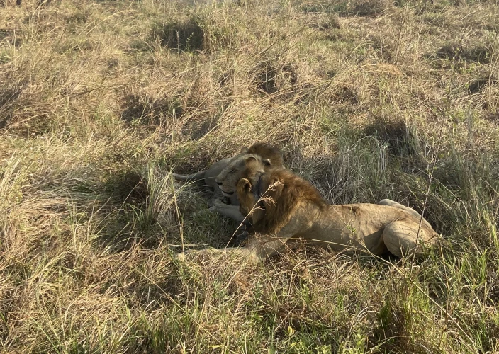 Safári Econômico e Aventura Autêntica: Explore Toda a Tanzânia - Safari de dia inteiro no Serengeti - Foto do dia