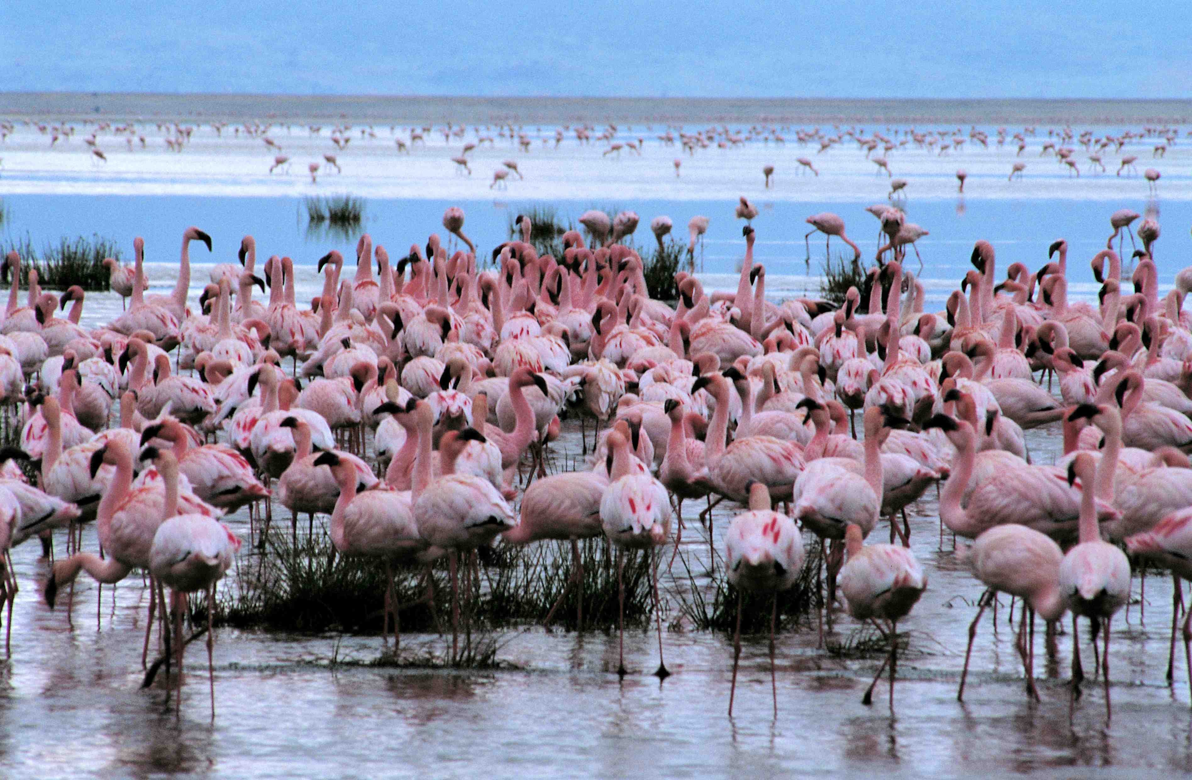 Tanzania auténtica - Lago Eyasi - Encuentro con los bosquimanos - Lac Eyasi - Rencontre avec les Bushmen