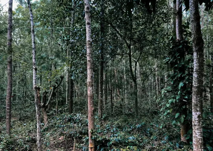 14-Day Grand Uganda Safari Experience - Transfer to Mgahinga National Park via Echuya Forest - Photo of the day