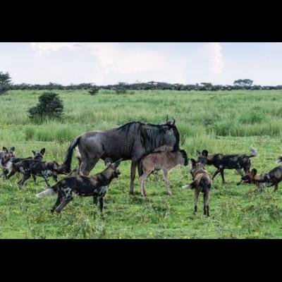 Ndutu Calving Migration Safari in Tanzania - Journey from Arusha to Ndutu area - d68c018d6a7c7018e59b284e6dbc0f96