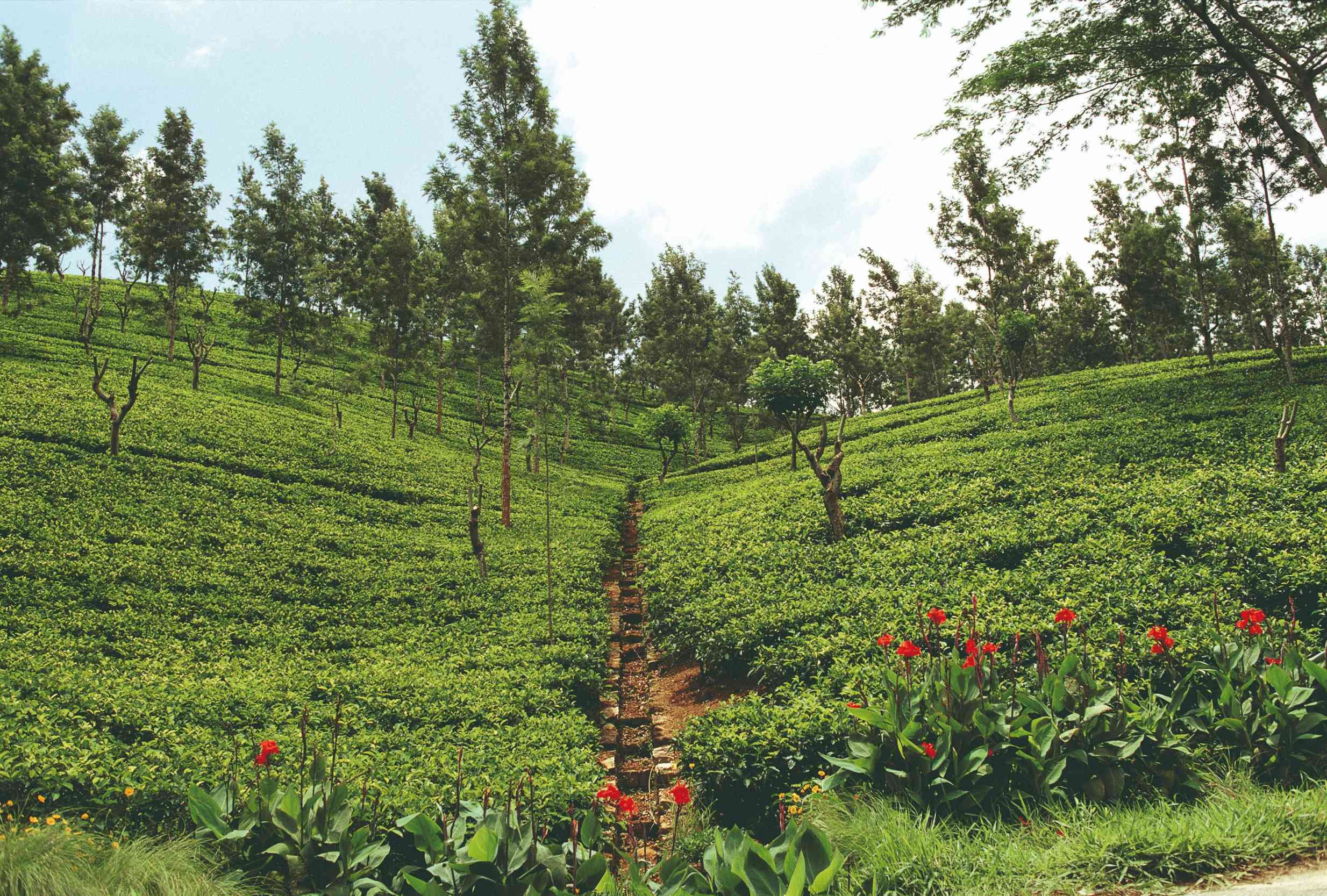 Well-being, relaxation and culture stay - Tuk-tuk ride through the tea plantations - Balade en tuk tuk dans les plantations de thés