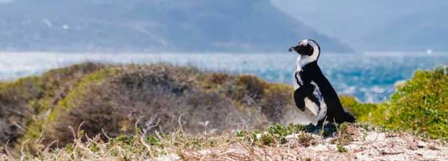 Het essentiële van Zuid-Afrika